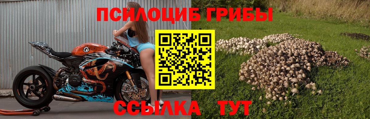 цена наркотик  Галлюциногенные грибы Psilocybe  Вход с VPN  Псилоцибиновые грибы мухоморы  Ленинск-Кузнецкий 